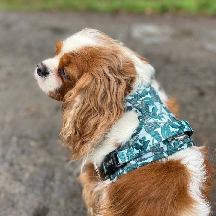 Arizona Hotdogs - Wholesale Pet Harness - Dog - Dog Grip Harness - Amazonia1