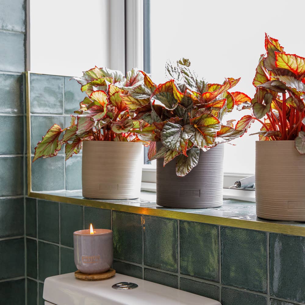 The Little Botanical - Wholesale Live Plant - Living Begonia Beleaf13