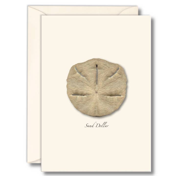 Sand Dollar for wholesale by Earth Sky + Water