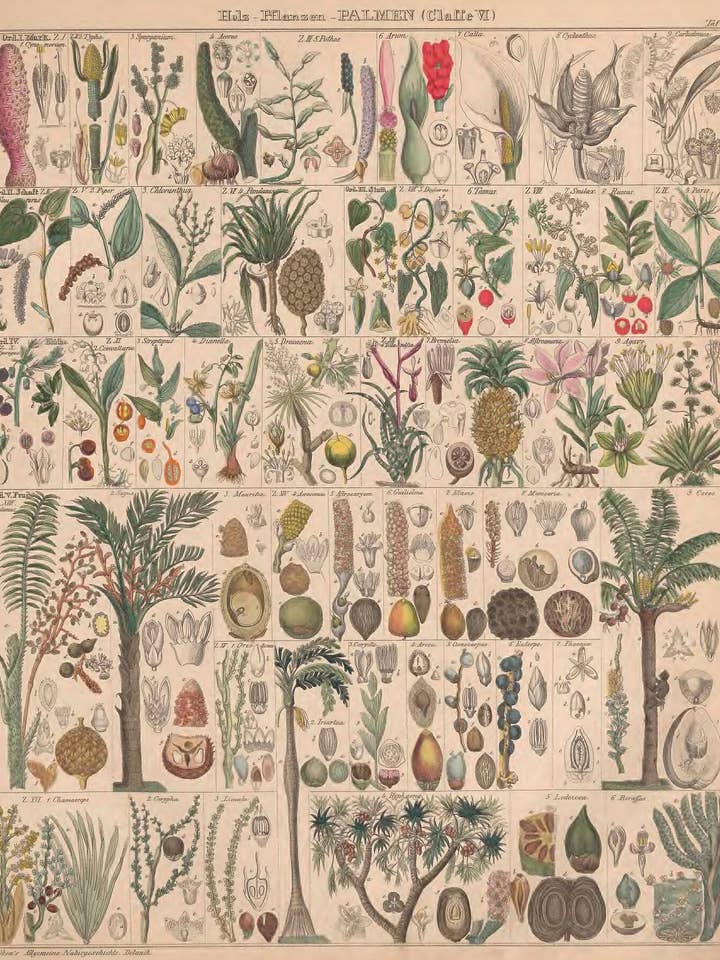 Plants from Lorenz Oken’s Atlas of Living Things, 1833-1834 for wholesale by Flashback Shop