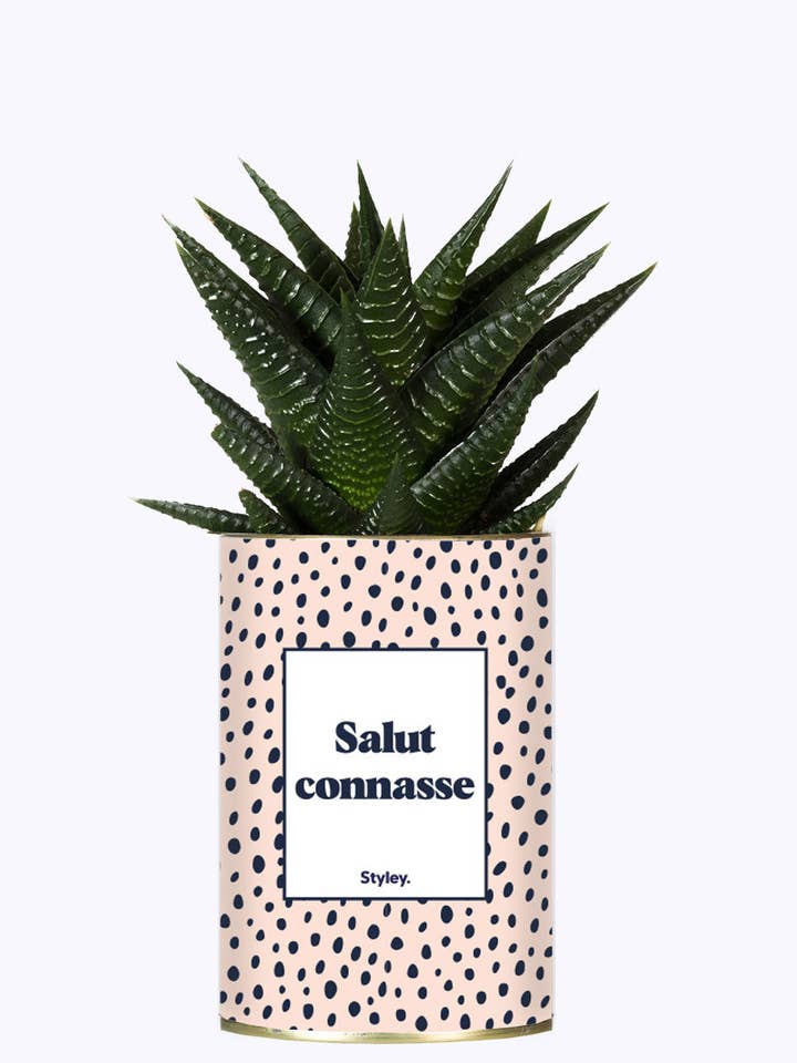Salut Connasse - Plante Grasse for wholesale by Styley