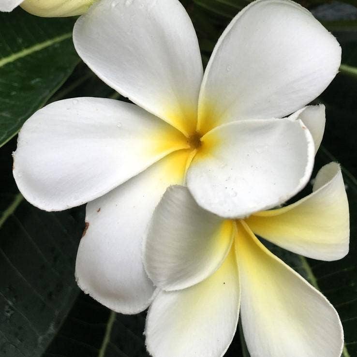 Zia Zensations Inc. - Wholesale Fragrance Oil - Resort Series Premium Fragrance Oils14