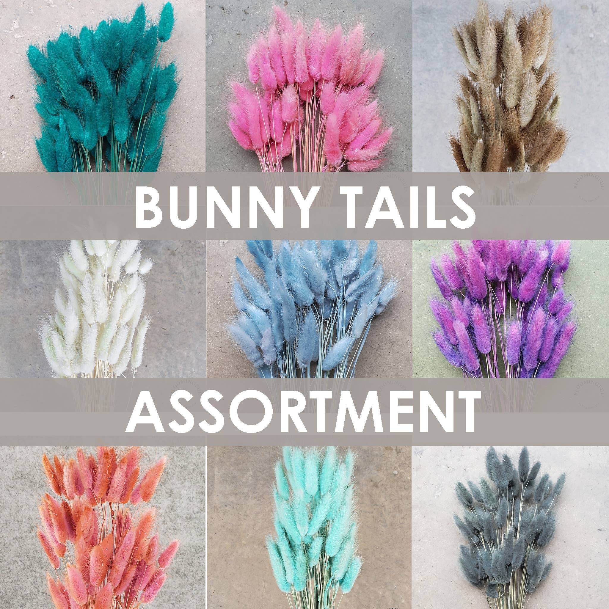 BLOOMINGFUL.COM - Vente Fleur séchée/pressée - Queues de lapin séchées, 50 à 60 tiges, couleurs variées0