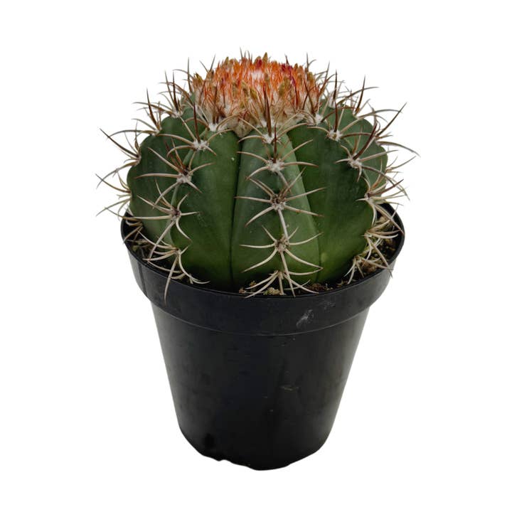 Turk’s Cap Cactus | 3.5 inch | Melocactus matanzanus for wholesale by Succulent Wholesale