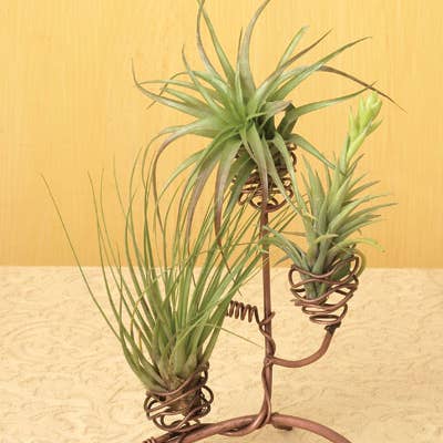 Ancient Graffiti - Wholesale Plant Pot Stand - 8.5" 3 Pod Air Plant Holder, Standing