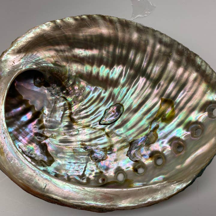 Espoir & Amour - Wholesale Smudge Plate - Abalone Shell for Smudging | Smudge Bowl Abalone Shells | 5-