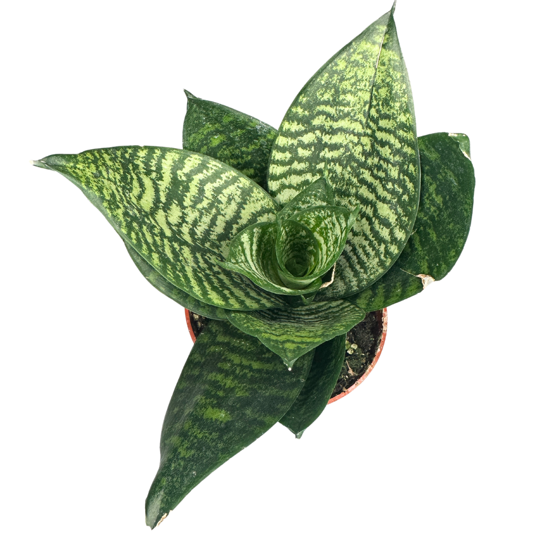 Flow State - Wholesale Live Plant - 4" Sansevieria Star Power Assorted (Sansevieria trifasciata)4