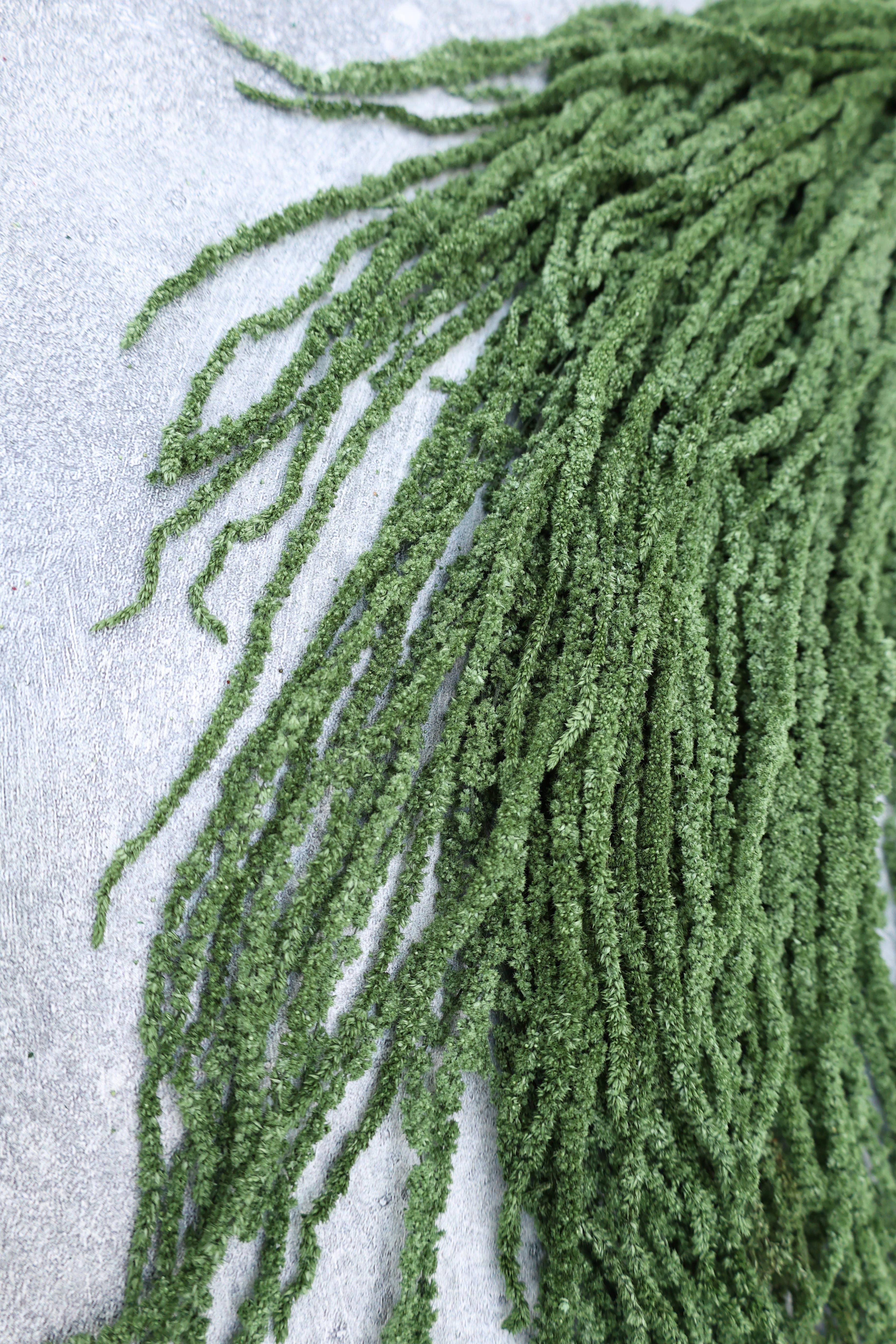 FlowerFantaSee – Großhandel Getrocknete/gepresste Blumen – Konservierter Amaranthus8