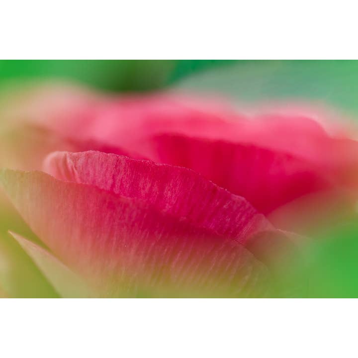 Sbirciando attraverso la stampa artistica per la vendita all'ingrosso da parte di Christi Kraft Photography