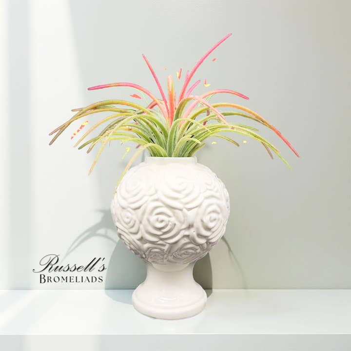 Blooming Chalice - Half Pack for wholesale by Russell's Bromeliads