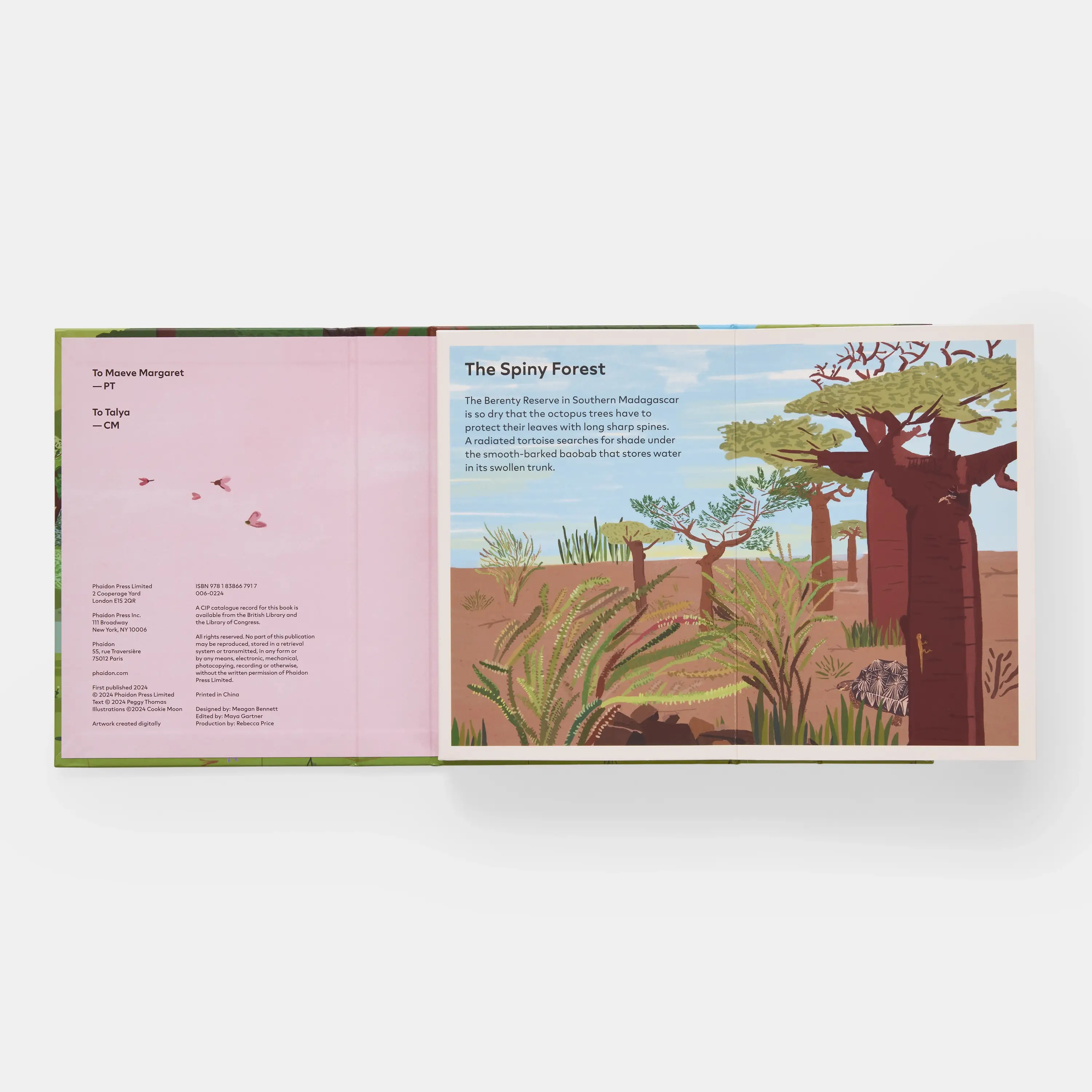 Phaidon Press - Vente Livre pour enfants de maternelle (de 3 à 5 ans) - Une famille d'arbres : mon premier livre sur les forêts11