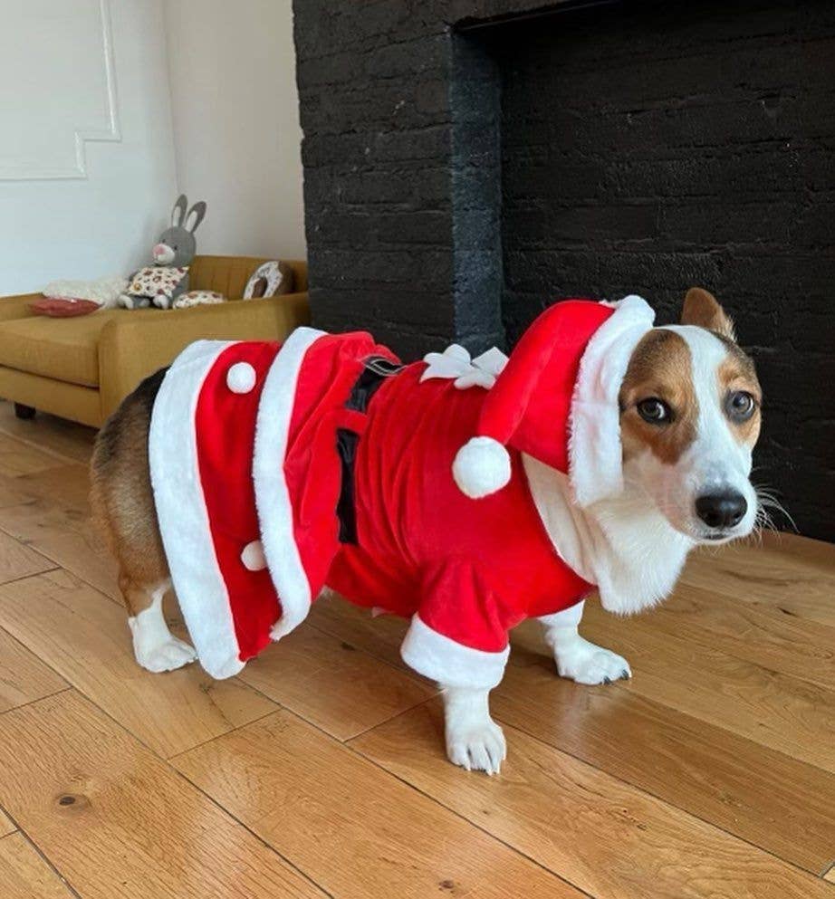 Show & Tail - Vendita all'ingrosso Costume da carnevale - Cani - Abbigliamento per animali - Il Papà Natale8