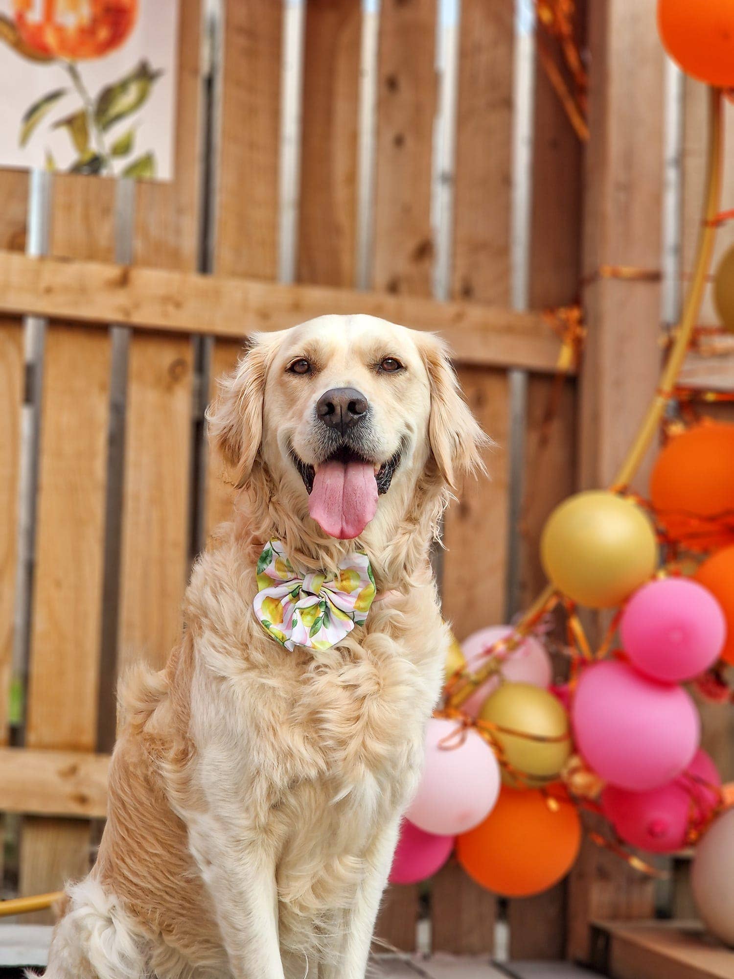 The Paw Print Boutique – wholesale Pet bow tie – Dog – La Dolce Vita Bow Tie2