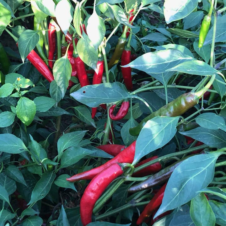 Burlap & Barrel - Wholesale Dried Spice - Kashmiri Chili Powder - Single Origin Spice & Seasoning2