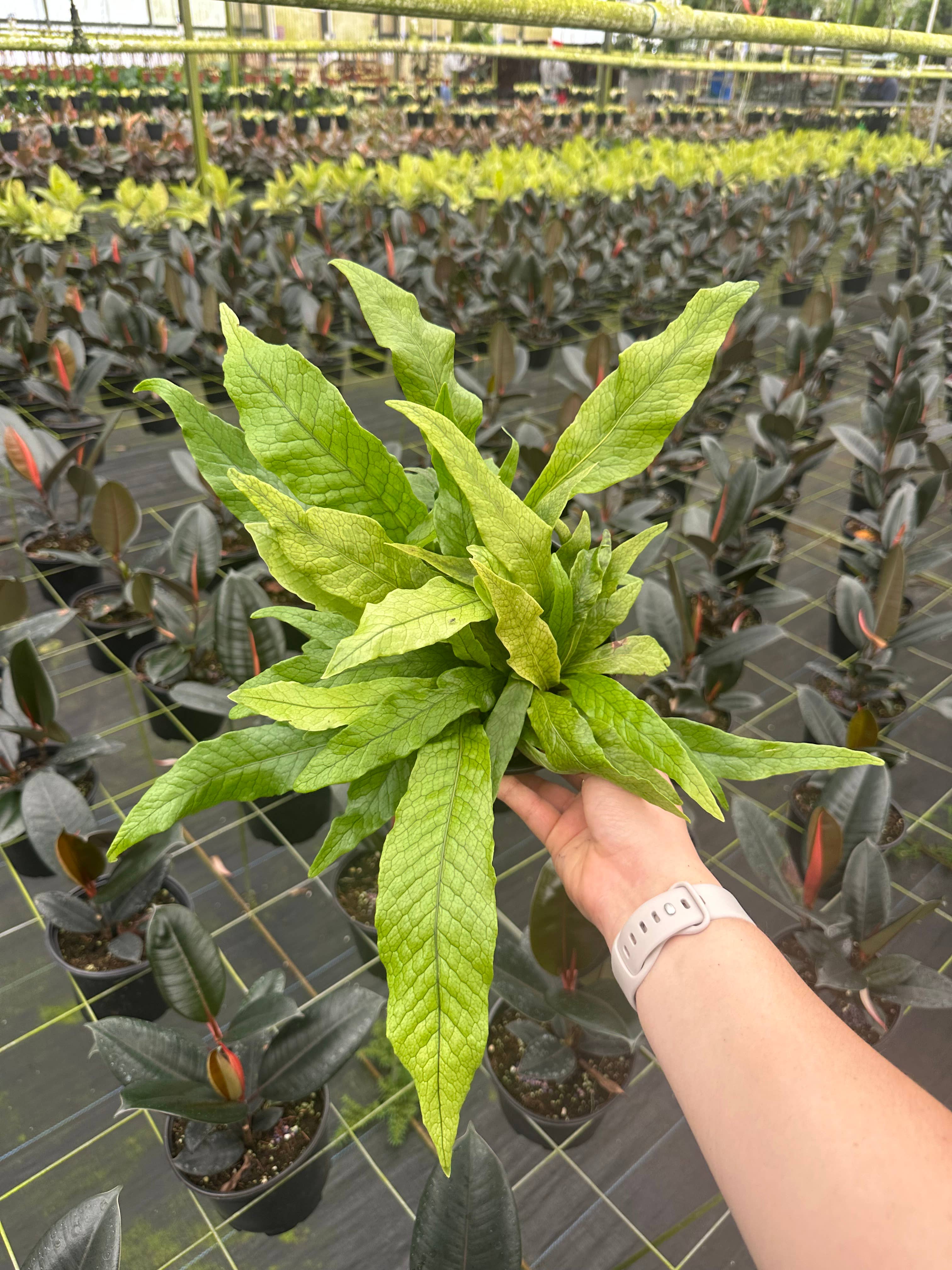 Central Florida Ferns & Foliage - Wholesale Live Plant - 6" Crocodyllus Footed Fern - Microsorium Musifolium