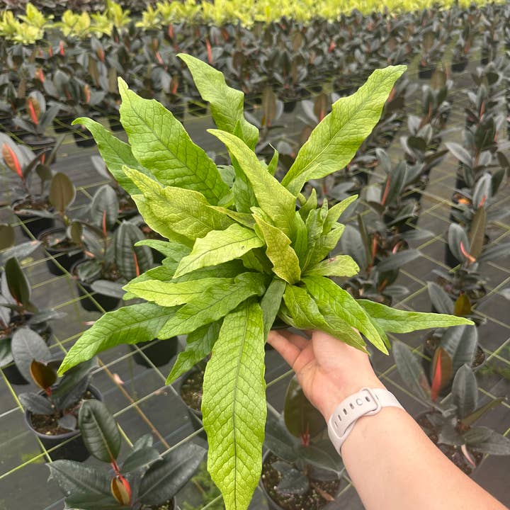 Central Florida Ferns & Foliage - Wholesale Live Plant - 6" Crocodyllus Footed Fern - Microsorium Musifolium0