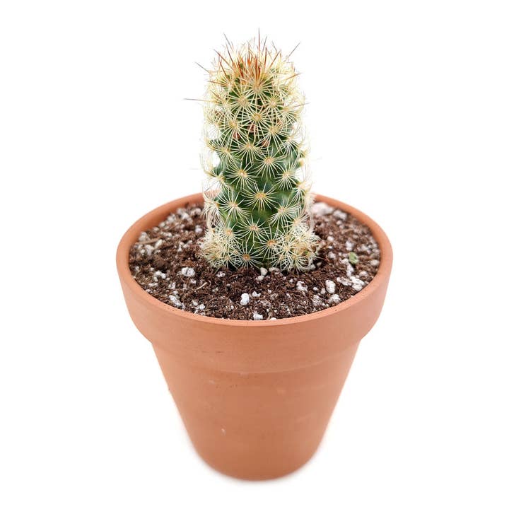Best Plant Friend - Wholesale Succulent - Lady Fingers Cactus Mammillaria Elongata 2/4 inch Succulent5