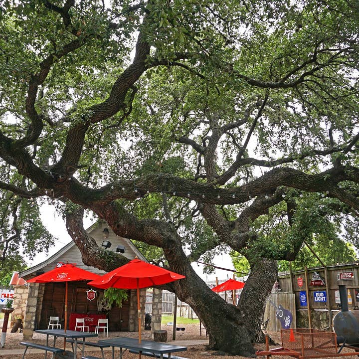 Hill's Cafe Live Oak for wholesale by Ann Woodall Studios