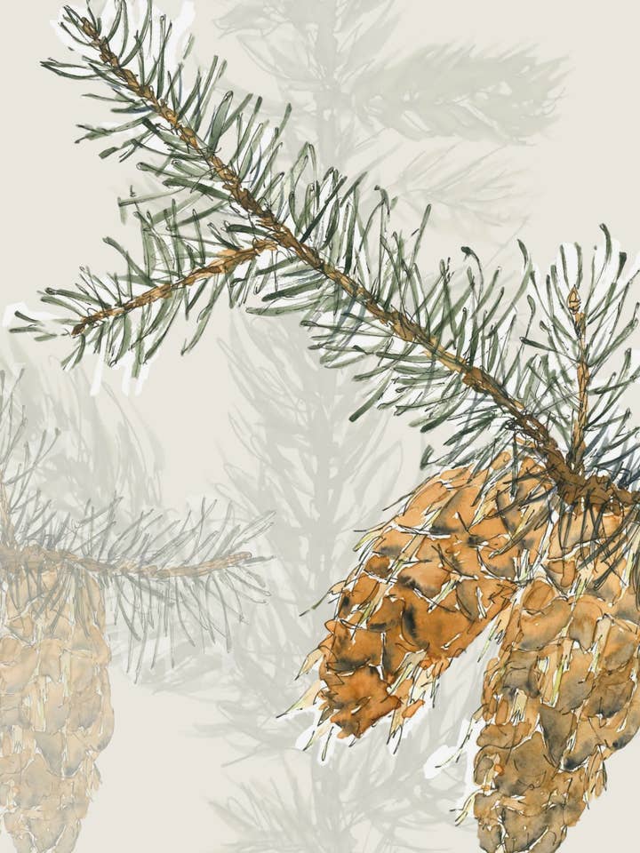 Doug Fir greeting card for wholesale by Leafy Lexicon