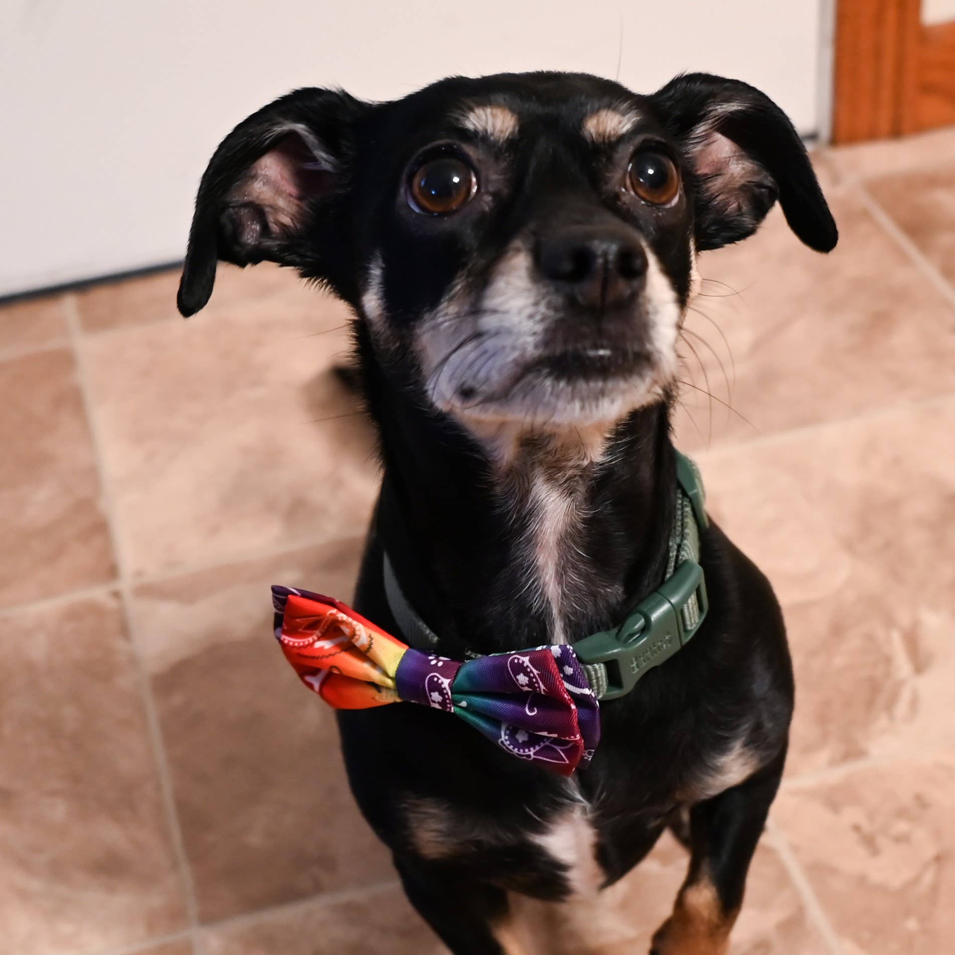 Huxley & Kent - Wholesale Pet Bow Tie - Cat/Dog - Bone-Dana Multi Bow Tie1
