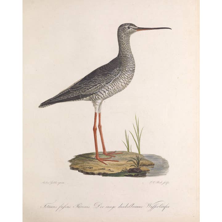 Sea to Skye - Wholesale Art Print - 19th Century Sandpiper Bird Antique Art Print