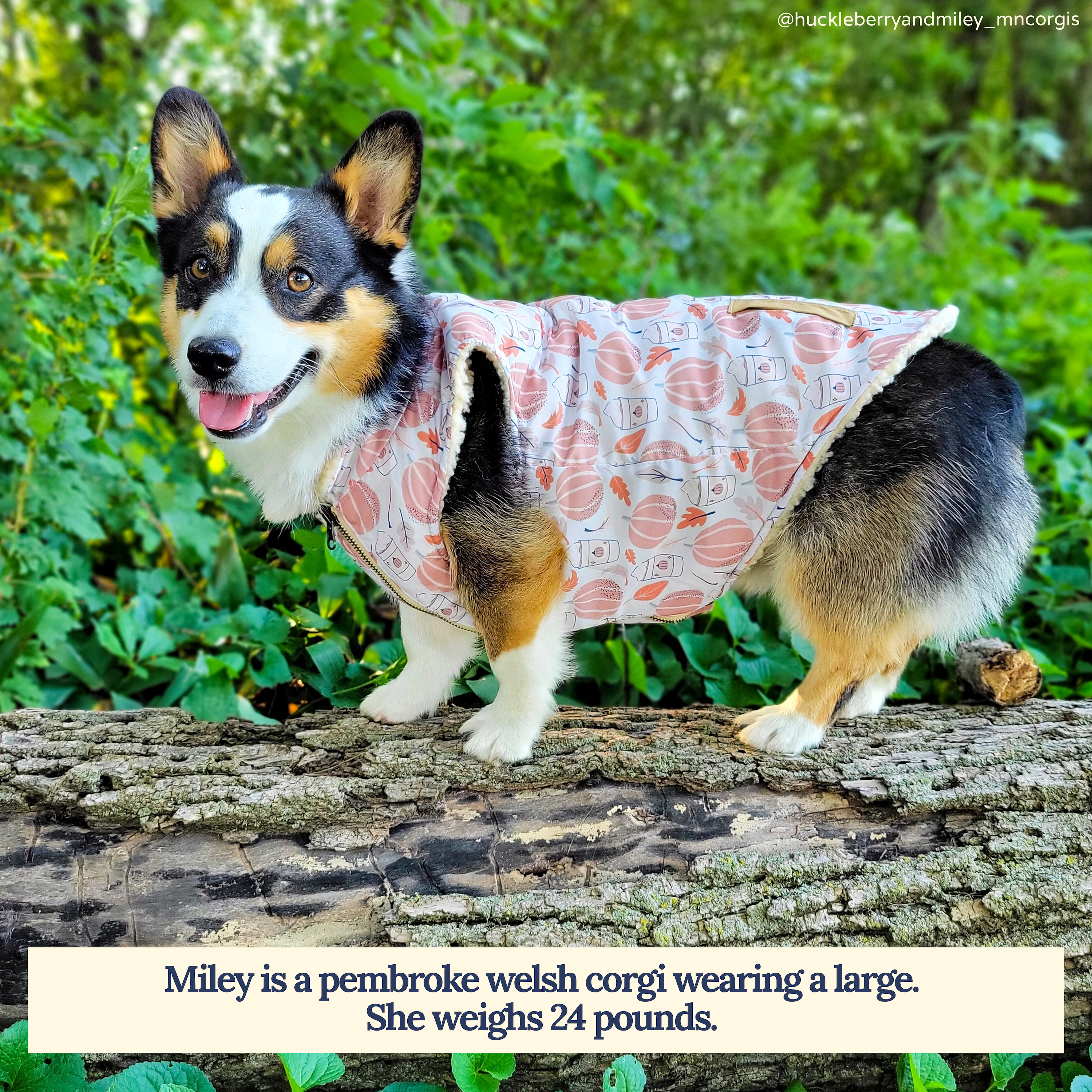 Lucy & Co. - Vendita all'ingrosso Gilet - Cani - Gilet Teddy Reversibile Fantastico Autunno1