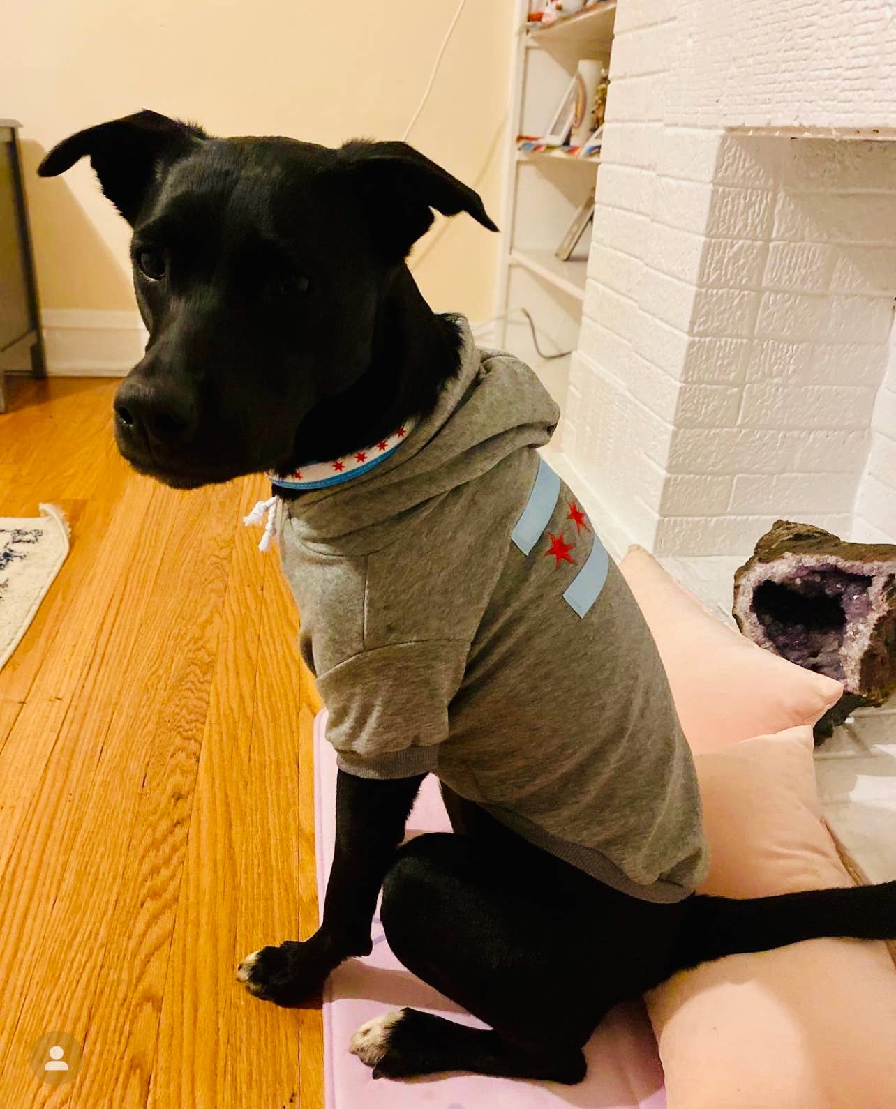 tori grace outfitters - Vente Sweat à capuche – chien - sweat à capuche pour chien Chicago Flag, pull brodé pour chien Chicago6