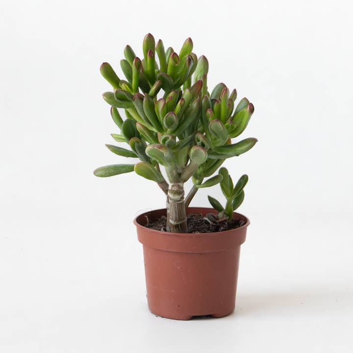 Penny Tree – Crassula ovata 'Gollum' – Height 15–25cm – Ø12cm – Succulent with tubular leaves – Easy-care houseplant from South Africa – Decorative money tree for home & office for wholesale by Oasis of Life
