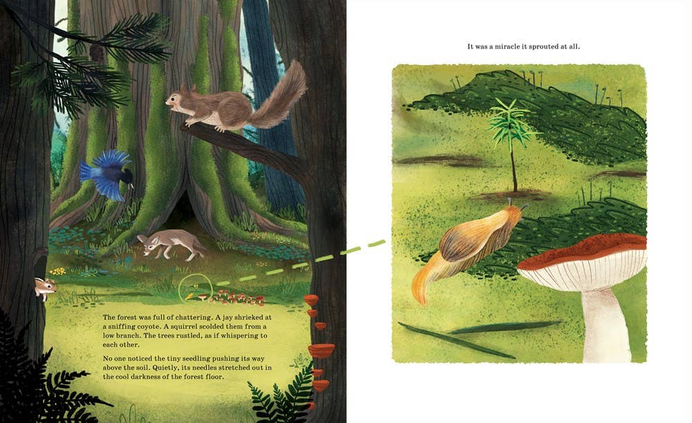 Sourcebooks - Wholesale Nature & Outdoors - Listen to the Language of the Trees (TP)1