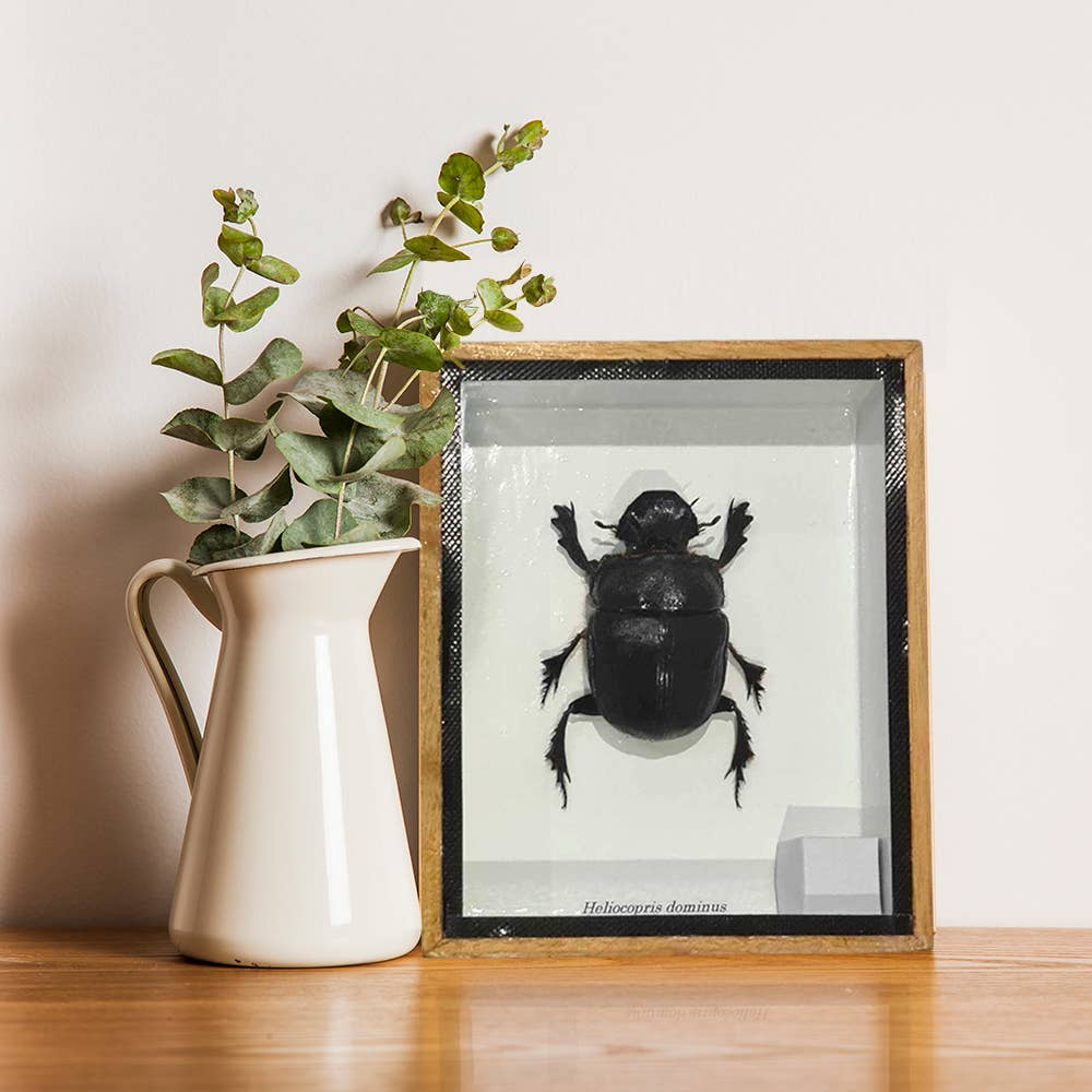 VIE - Wholesale Wall Accent - Framed Insect, Assorted40