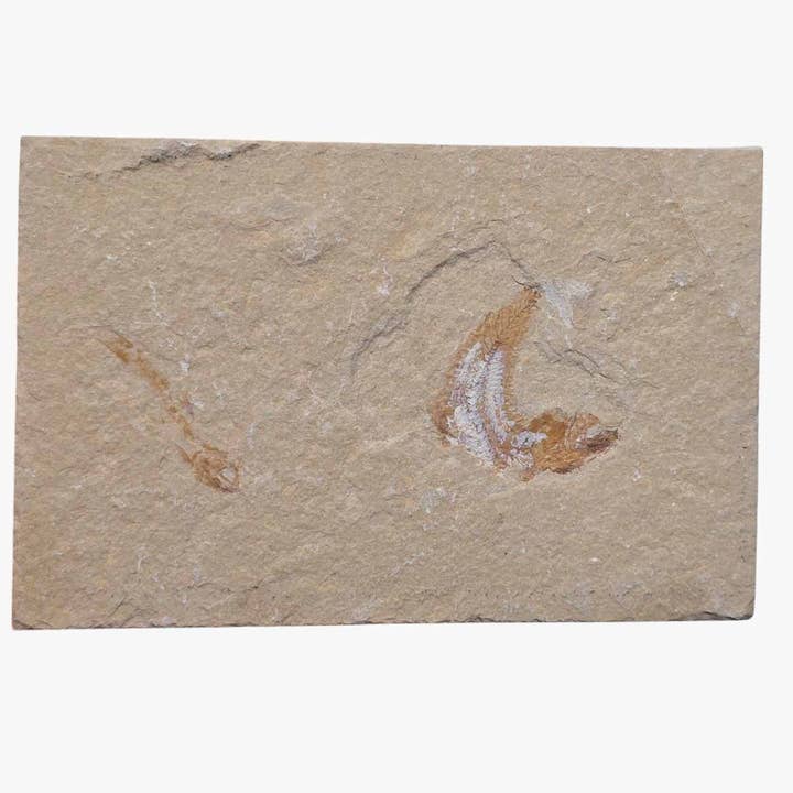 Exhibición de fósiles de peces del Líbano Placa de muestra Cretácico Coleccionistas para venta al por mayor de Lapidary Central
