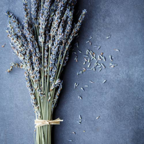 Plantita & Co. - Wholesale Dried/Pressed Flowers - Dried Lavender Bundle3