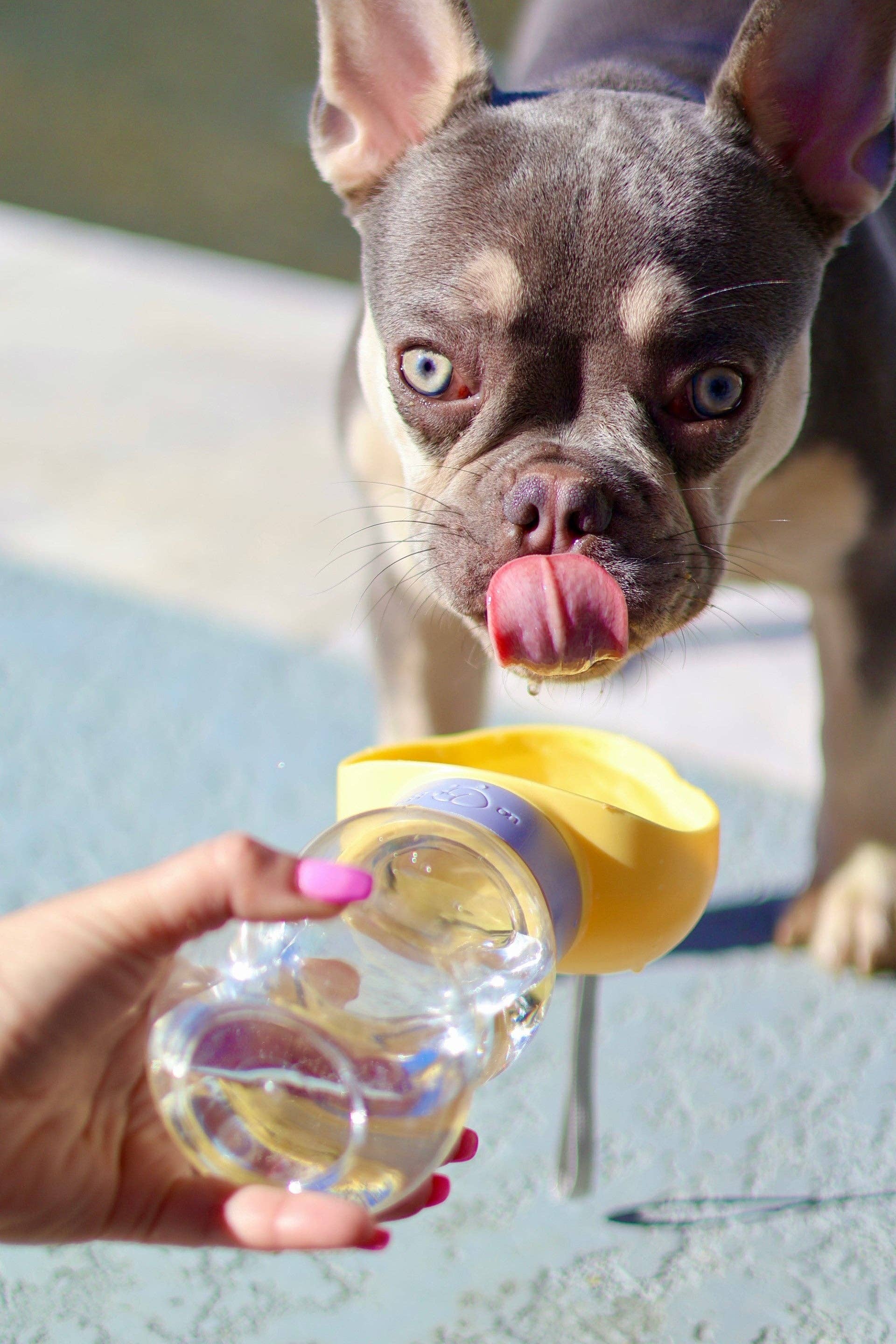 Mighty Pooch – wholesale Pet water bottle – Dog – Portable Water Dispenser1