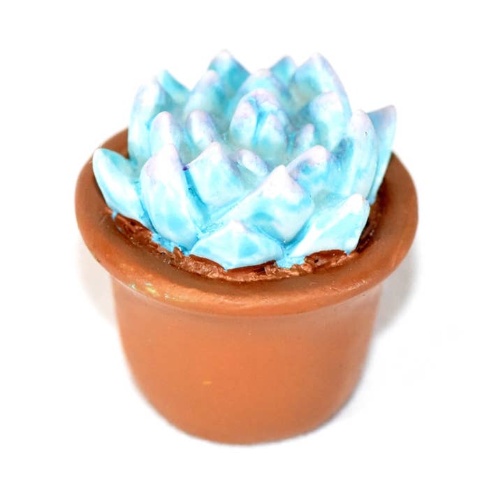 G & F Products - Vente Succulentes - Jardin Miniature Succulent, 4 pc5