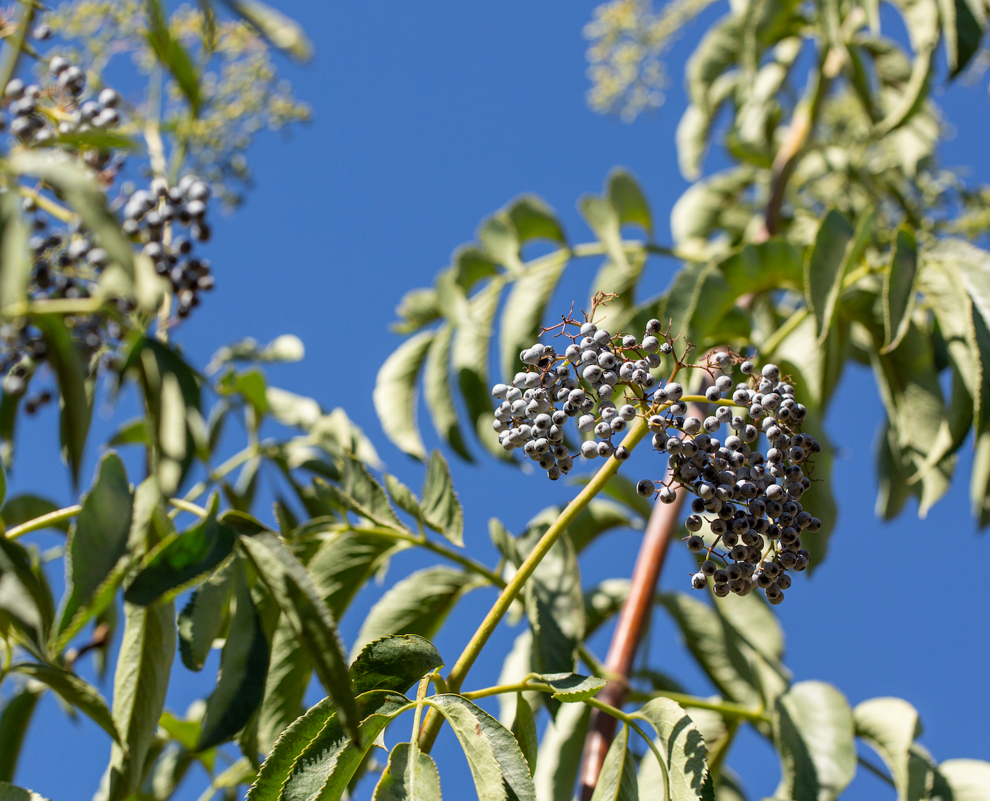 Taproot Medicine - Wholesale Oral Supplement/Vitamin - Well-Being Syrup2