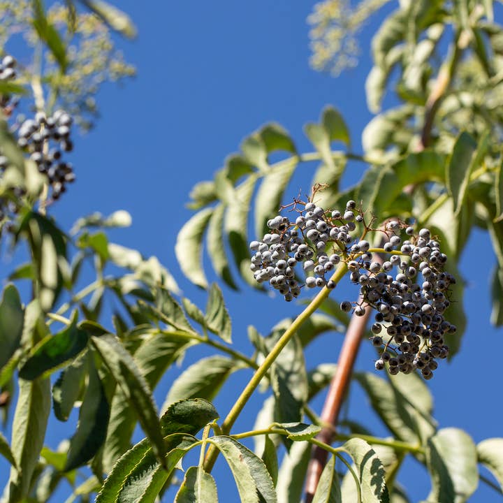 Taproot Medicine - Vente Supplément oral/vitamine - Sirop bien-être2