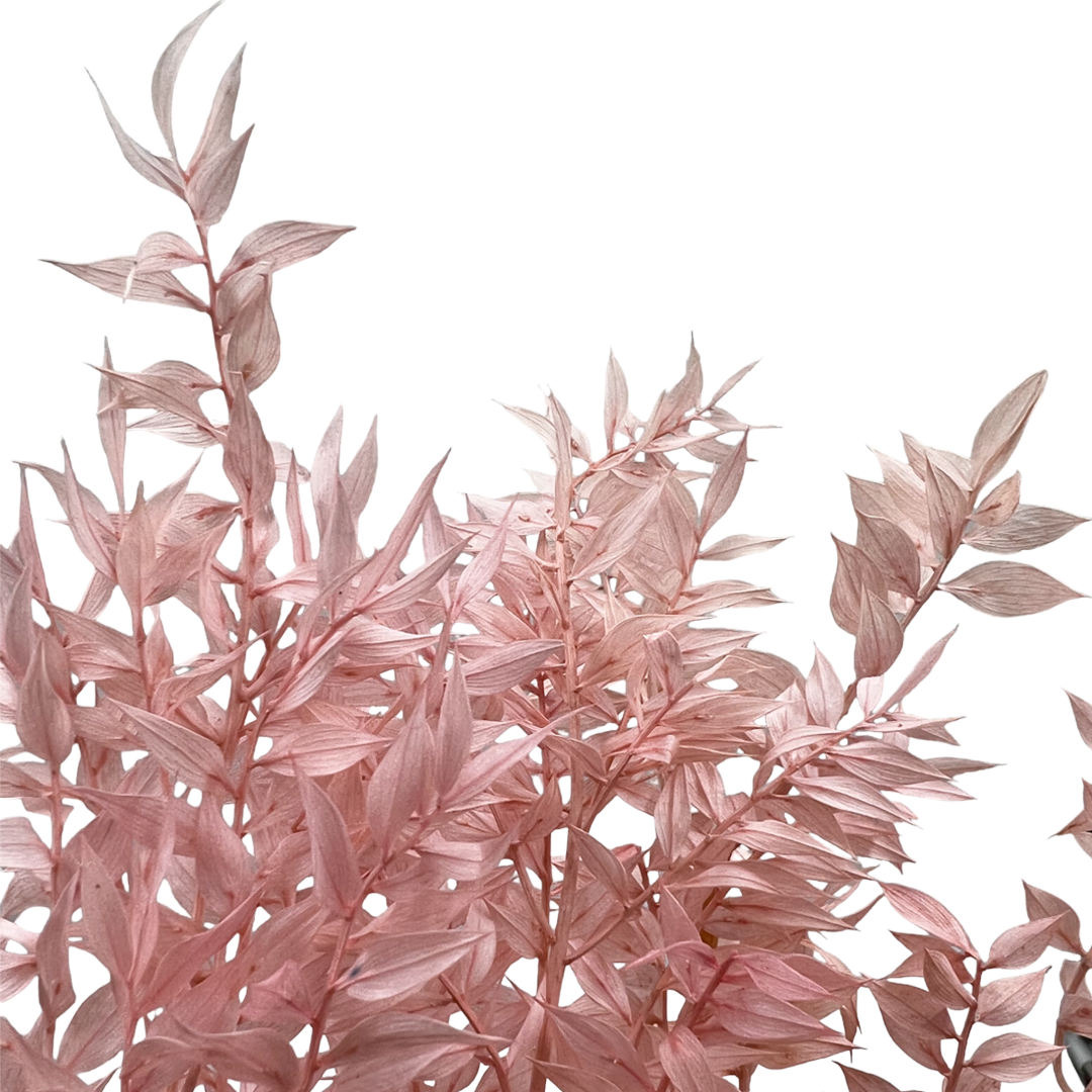 2626 Designs - Vendita all'ingrosso Piante artificiali - Ruscus conservato lungo 56-61 cm21