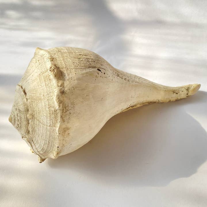 House Parts, Inc. - Wholesale Decorative Tabletop Object - Large Whelk3