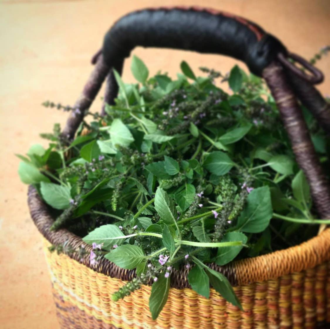 Heartsong Herbs - Wholesale Tincture - Holy Basil Tincture3