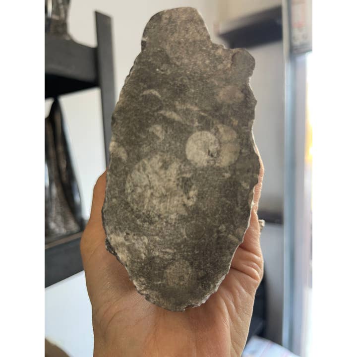 Casablanca Exports – Engroshandel Bordpynt – Fossil Orthoceras kalkstensstatue tårn3