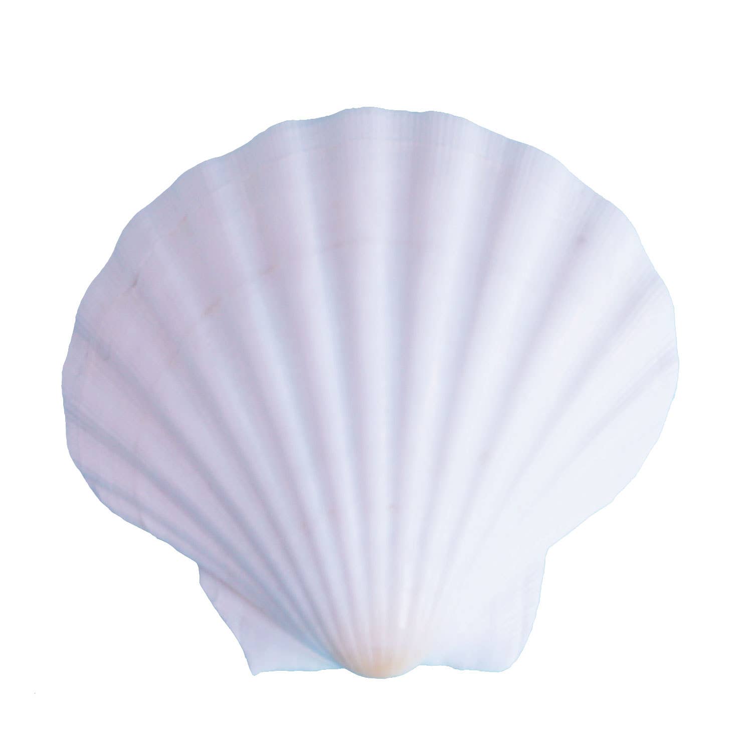 California Seashell Company - Wholesale Decorative Tabletop Object - Large Irish Scallop Seashells1