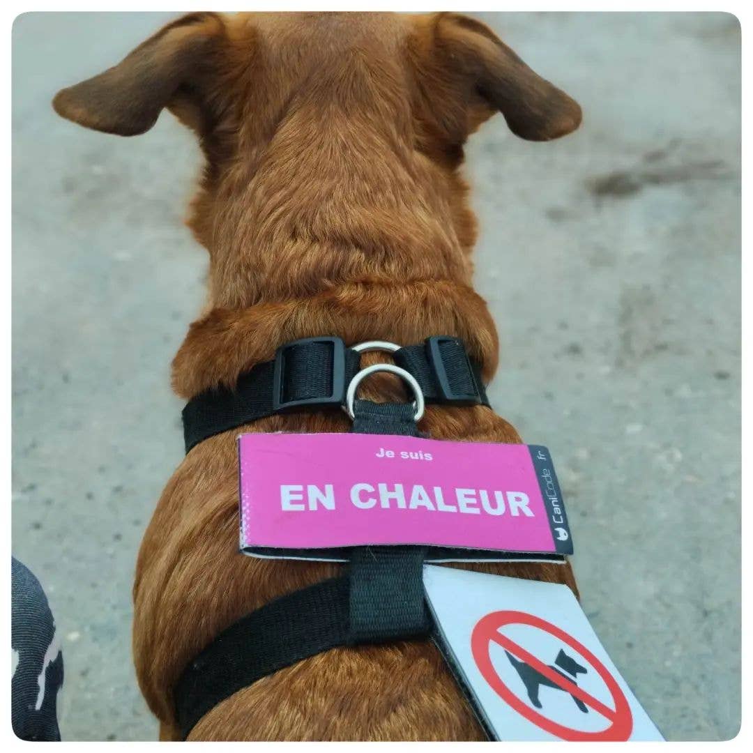 AniCode - Wholesale Bedeltje voor een dierenhalsband - Hond - Scratch CaniCode® PICTO HOND dubbelzijdig1