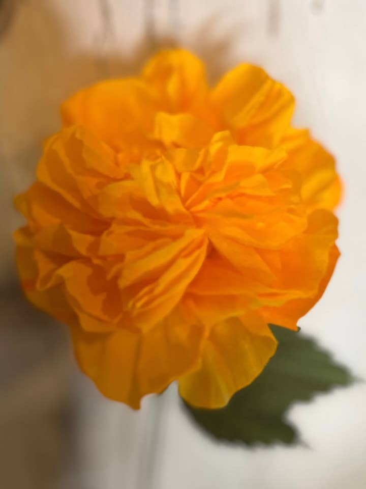 Orange Garden Rose for wholesale by Petals and Pearls Design