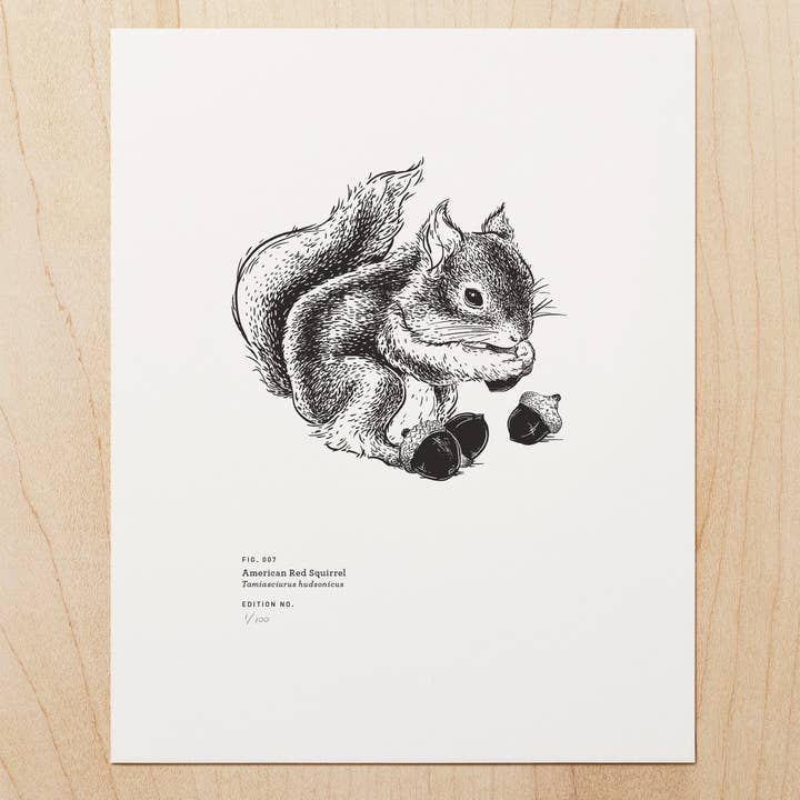 Woodsy Foxman - Vendita all'ingrosso Biglietti di auguri generici - Scoiattolo rosso americano