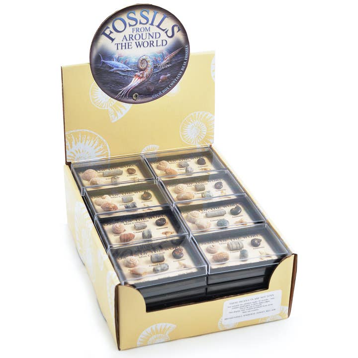 Caja mini fósil (expositor de 48) para venta al por mayor de Science and Nature