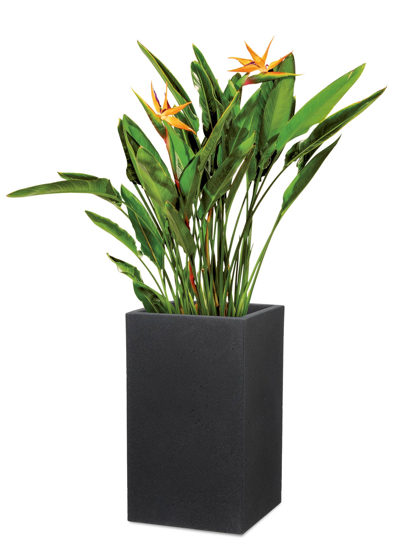 Scheurich - Wholesale Plant Pot - C-Cube High 240 plastic flower pot/planter7