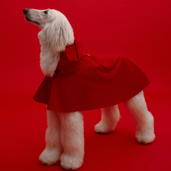 ARISTOPET - Wholesale Pet Raincoat - Dog - WILLIAM WATERPROOF JACKET7