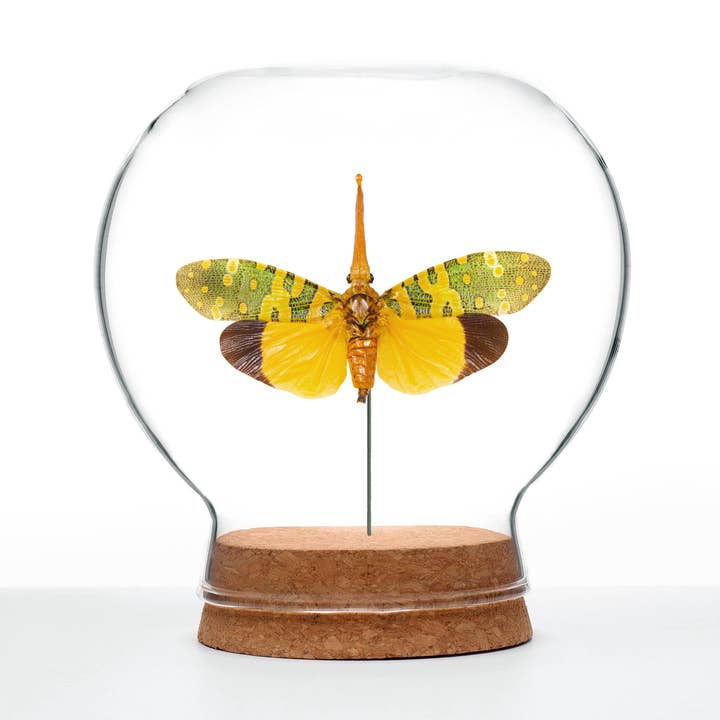 Yellow & Green Lanternfly Globe for wholesale by Green Beetle Shop