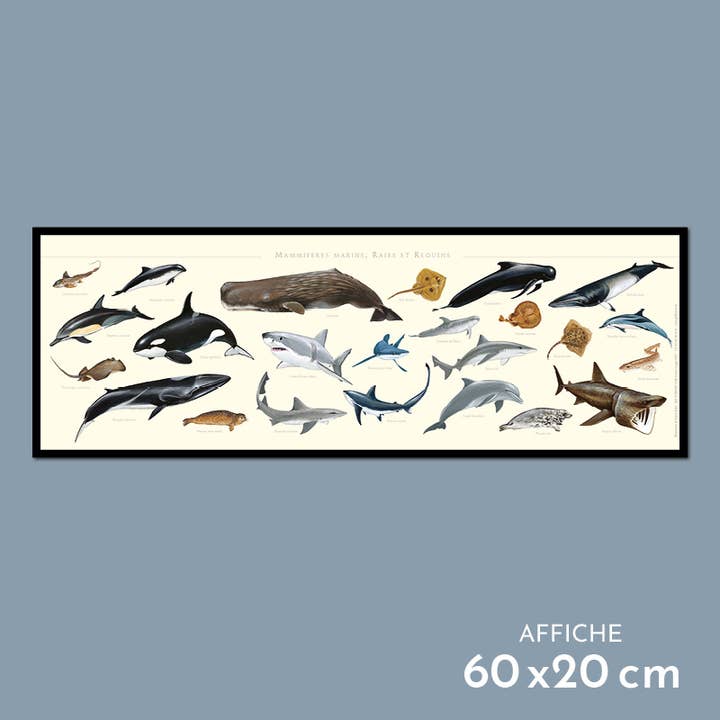 Mammifères marins, raies et requins - Affiche pour la vente par Longue-vue