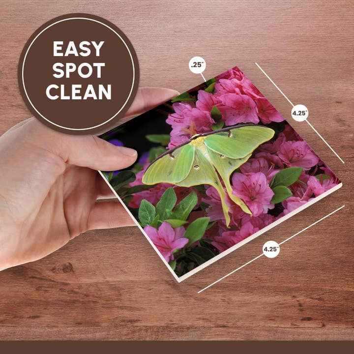3dRose - Wholesale Coasters - 3dRose, USA, Pennsylvania, Luna moth insect, pink azaleas - US39 BJA0010 - Jaynes Gallery, Coaster6